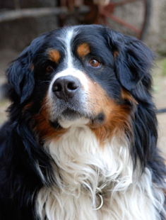 Hundefreundlich