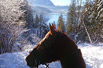Wanderung Forstrasse entlang der Skidoo Spur mit Blick auf den Altausseer See